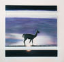 guanaco patagonico