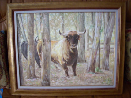 Toro en el campo