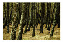 Bosque