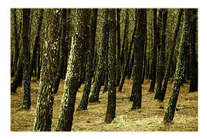 bosque