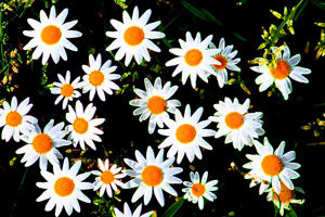 flores