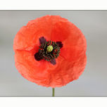 flores thumbnail 2