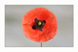 amapola