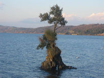 Isla del árbol