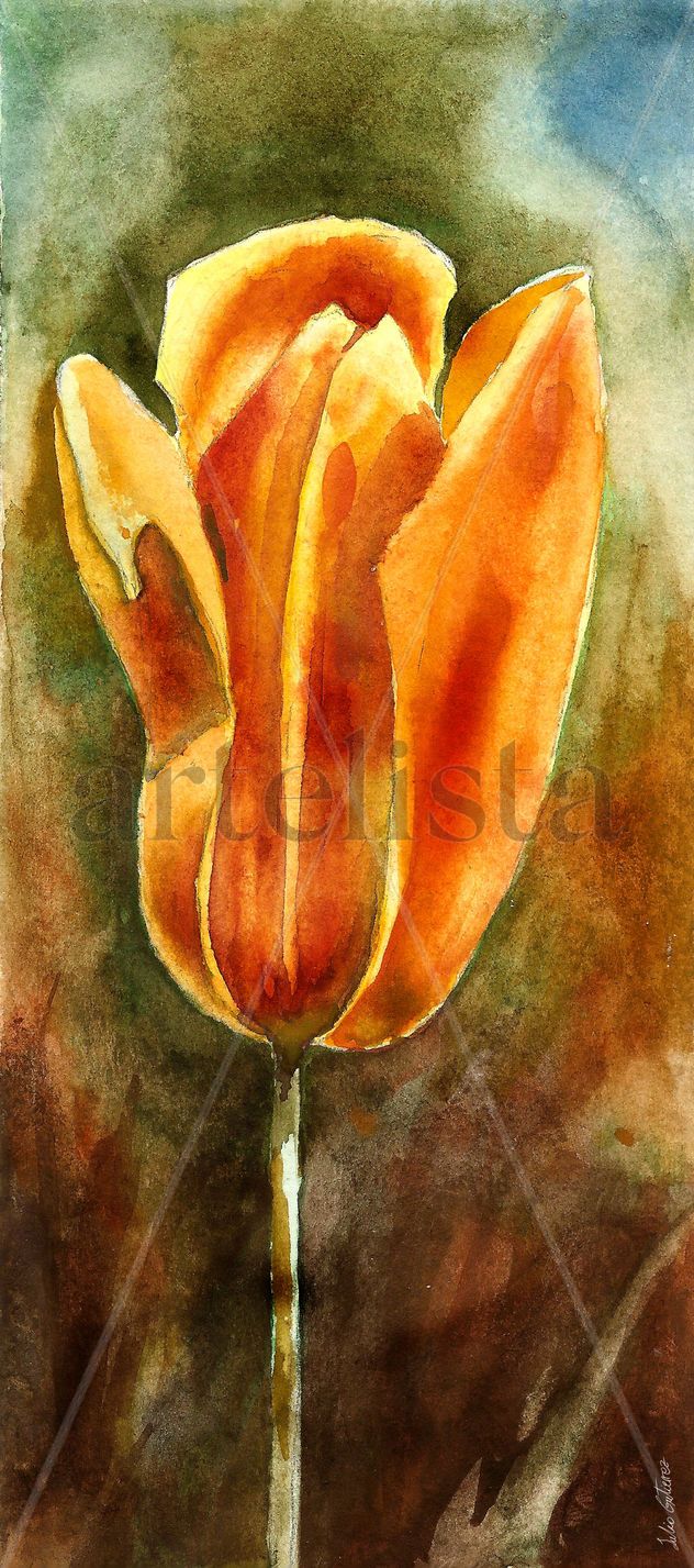 tulipan