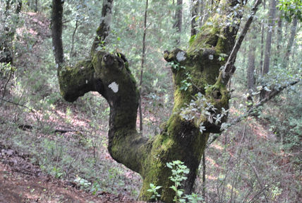 Árbol