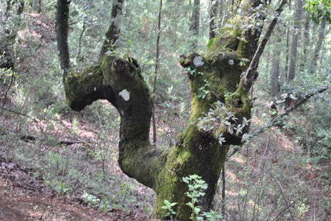 Árbol
