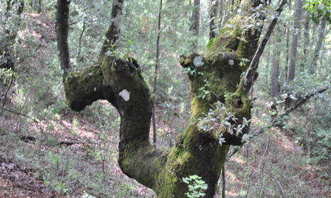 Árboles