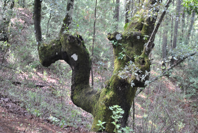 Árbol