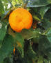 Naranjas I