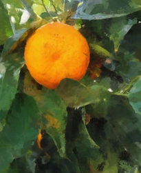 Naranjas I