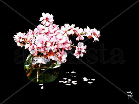 Almendro Rosa