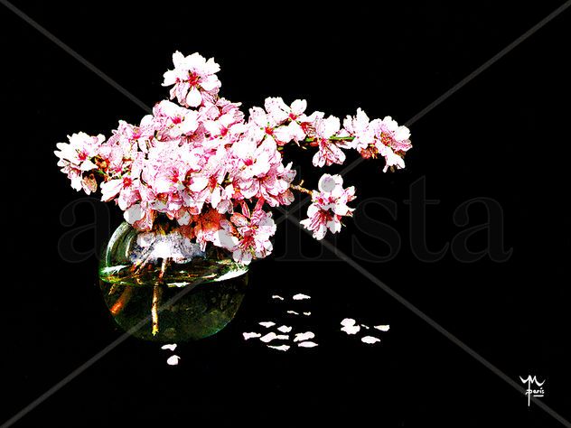 Almendro Rosa