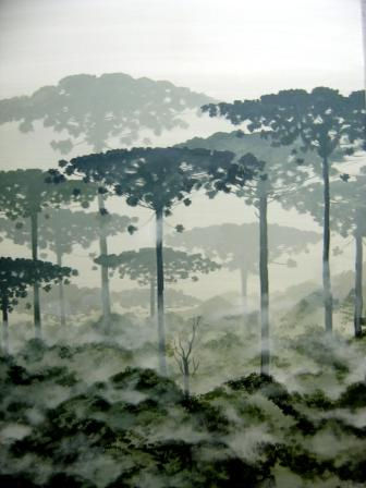 "Araucarias en la...