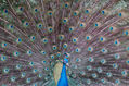 Pavo real