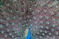 Pavo real