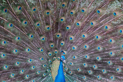 Pavo real Arquitectura e interiorismo Blanco y Negro (Digital)