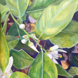 Orange tree in San Miguel de Allende thumbnail 2