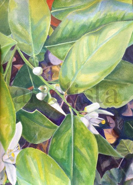 Orange tree in San...