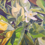 Orange tree in San Miguel de Allende thumbnail 1