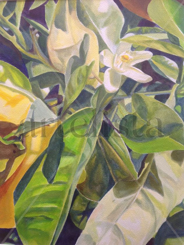 Orange tree in San Miguel de Allende n.3