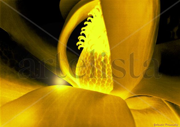 Flor de luz
