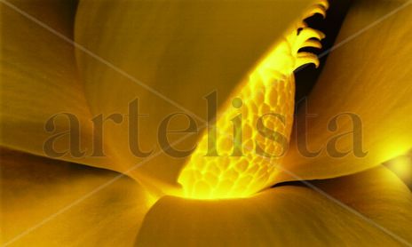 Formas luminicas