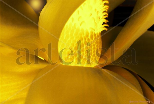 Flor luminica