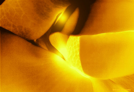 Flor luminosa