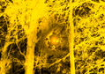 Misterio en el bosque luminoso