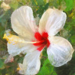 Naturaleza thumbnail 2