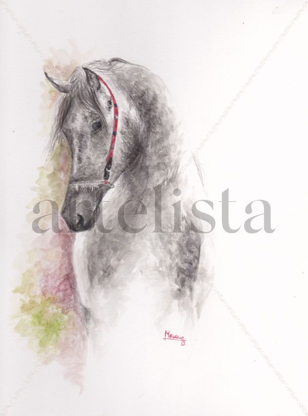Arabe. Arabian Horse.