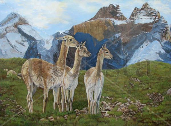 llamas Oil Canvas Landscaping