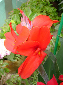 Flores rojas