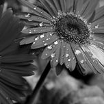 Flores thumbnail 1