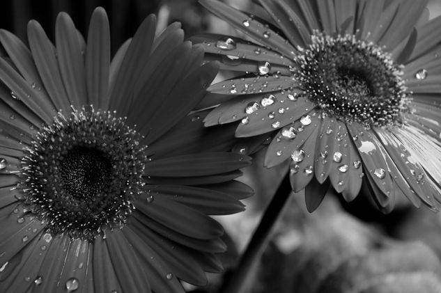 Gerbera Granate BN apaisado Naturaleza Blanco y Negro (Digital)