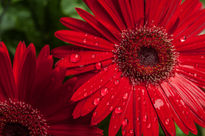 Gerbera granate lluvia