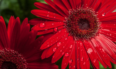 Flores