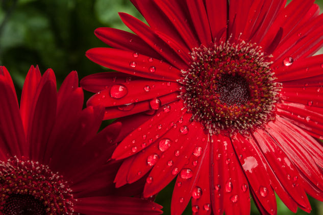 Gerbera granate lluvia Naturaleza Color (Digital)