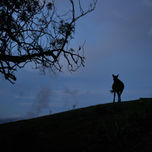 SIERRA NEVADA thumbnail 1