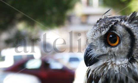 Fauna