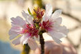 Flor del Almendro