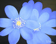 Primavera azul