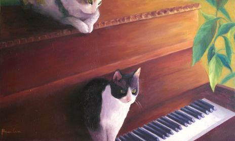 gatos