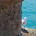 PHOTO glicée thumbnail 2