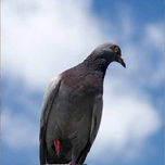 PHOTO glicée thumbnail 1