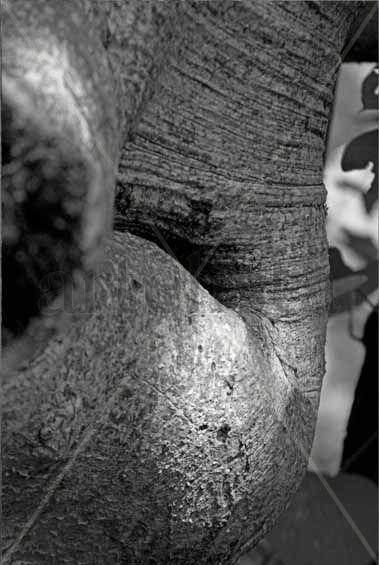 longevidad del elefante