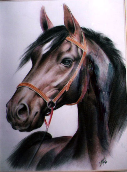 Cabeza Caballo Negra Pencil (coloured) Card Animals