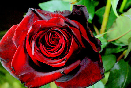Rosa Real
