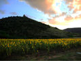 Atardecer en campo de girasoles